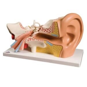 HUMAN EAR MODEL