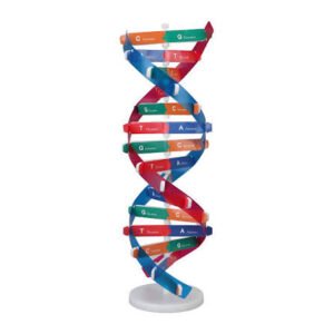 HUMAN DNA MODEL